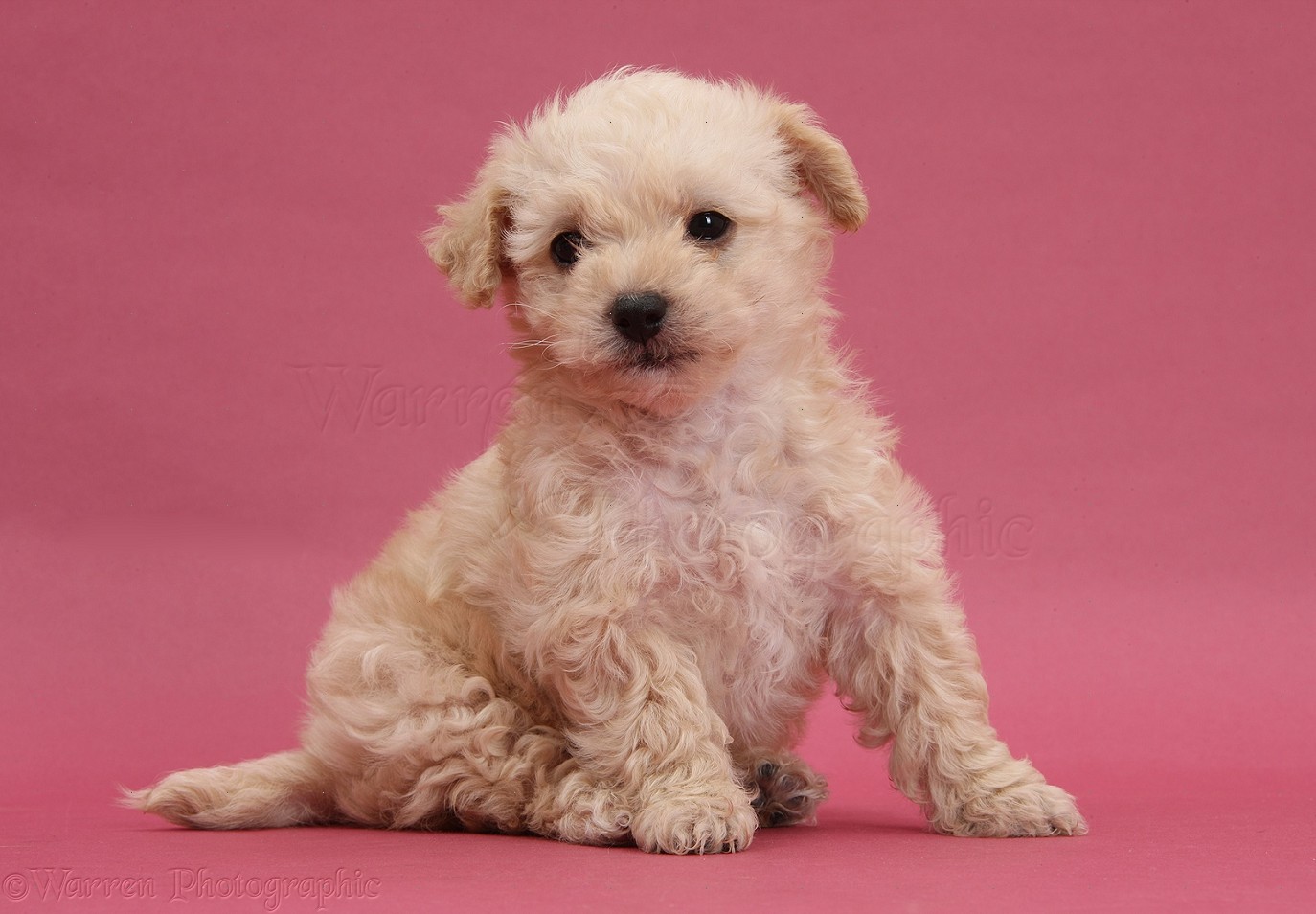 Dog Cute Bichon X Yorkie Pup On Pink Background Photo Wp37871