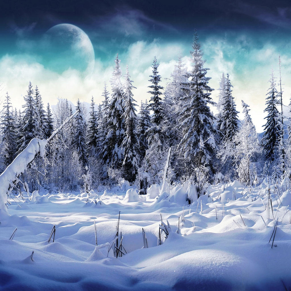 Snow Forest iPad Background Best Wallpaper