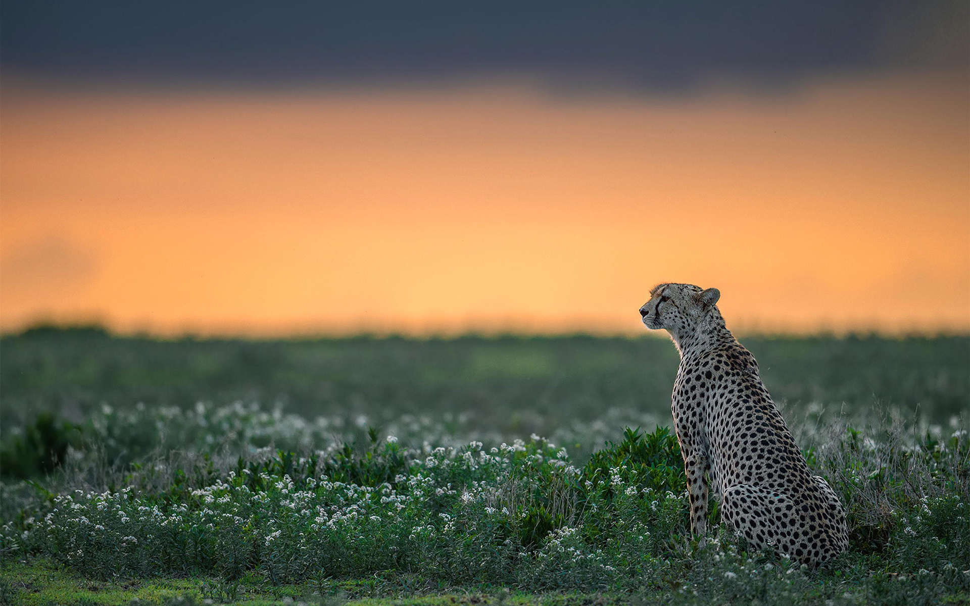 Wild Cheetah Alone HD Wallpaper