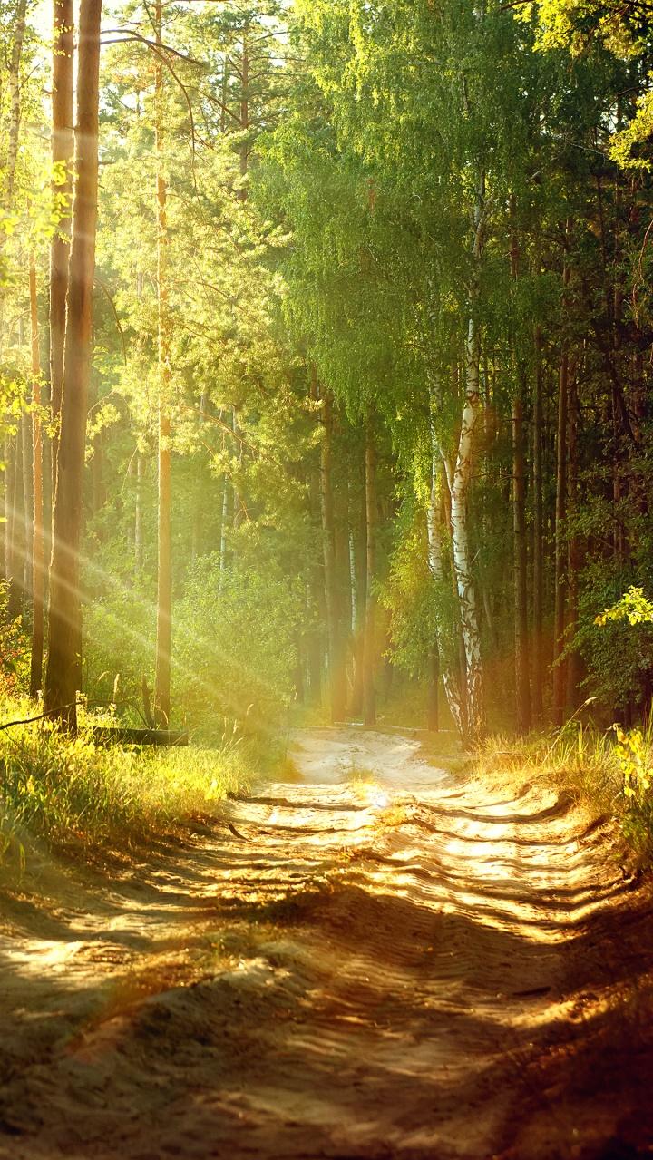 Wallpaper Id Earth Path Phone Summer Forest