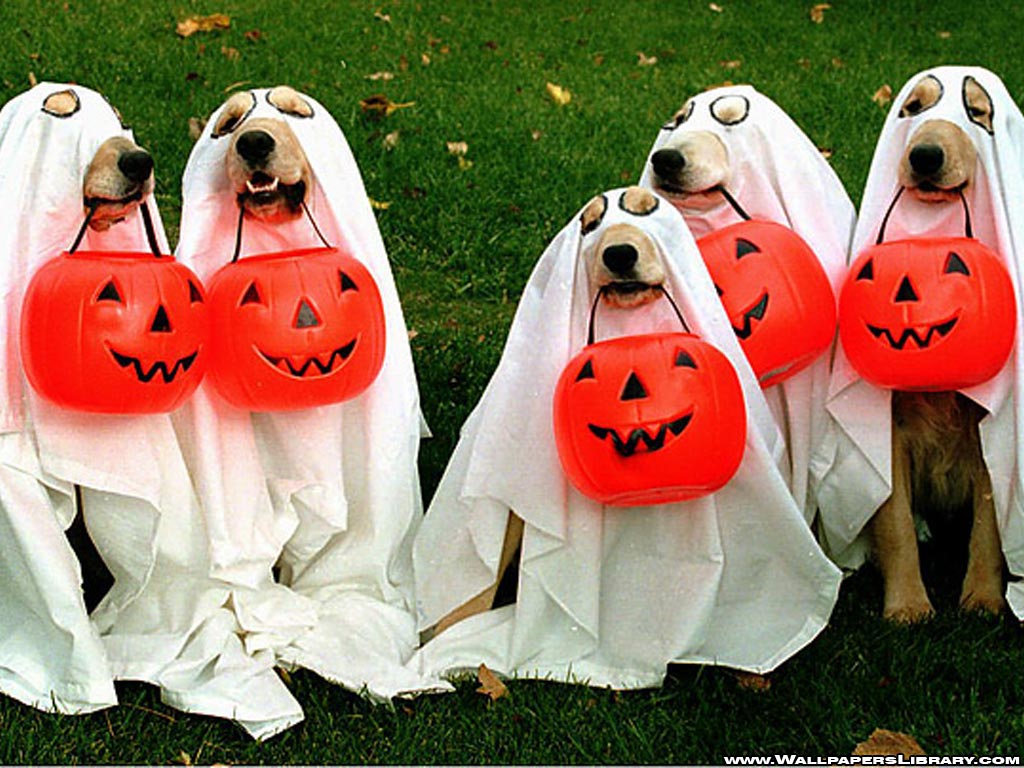 Halloween Pet Safety 1024x768