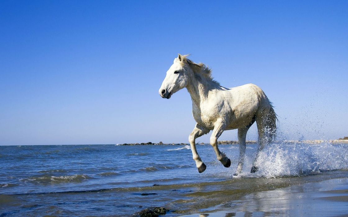 Horse Wet Water Spray White Galloping Wallpaper