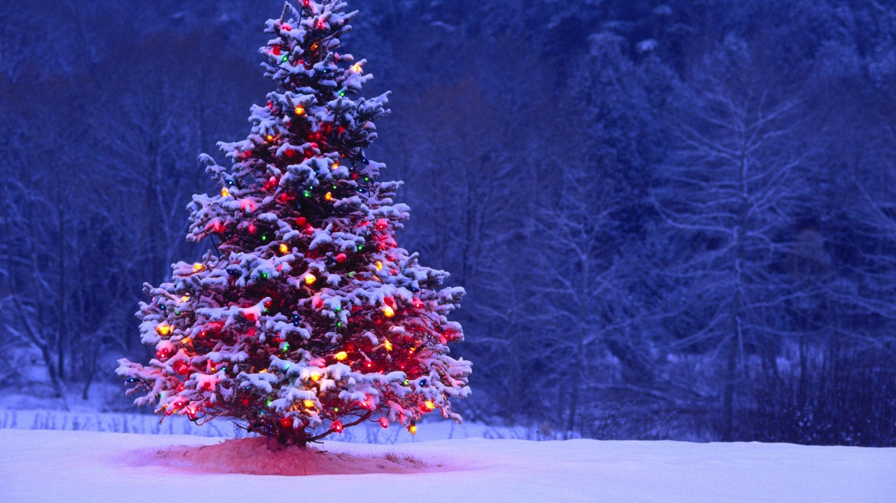 Lighted Christmas Tree On The Snowy Ground Wallpaper