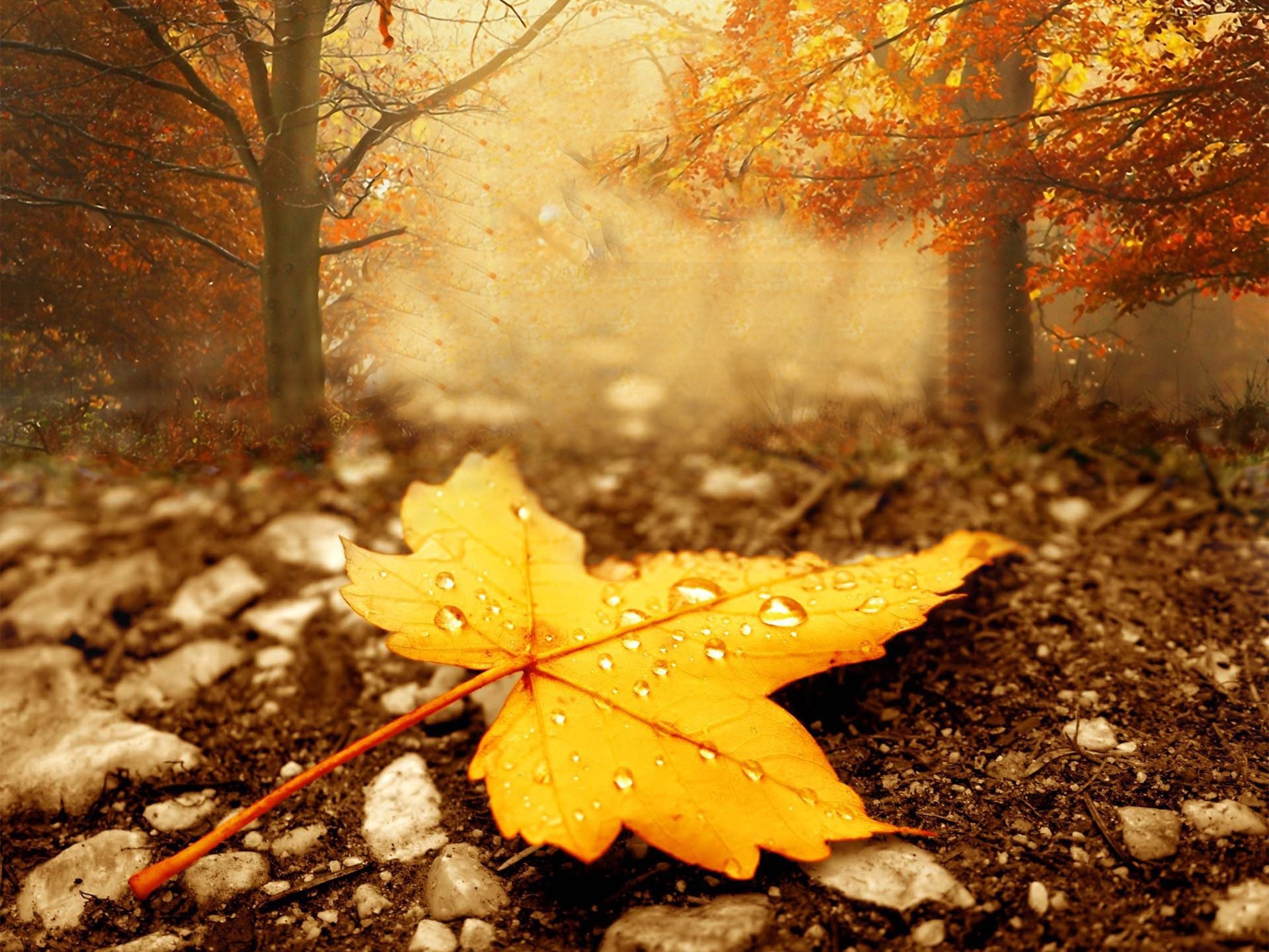 Yellow Maple Leaf Autumn Season Is Here