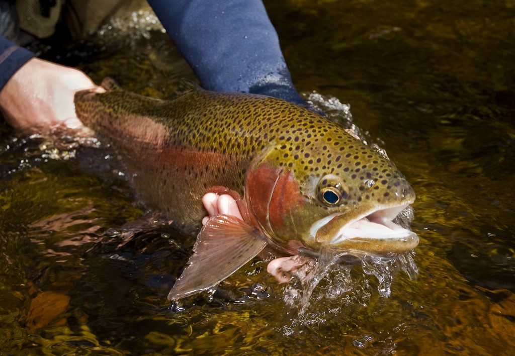 Trout Fishing Fly Jpg