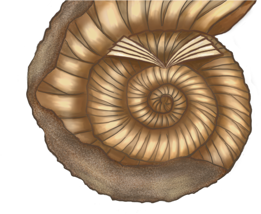 HD Ammonites Transparent Png Image Wallpaper