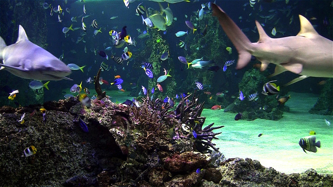 marine aquarium screensaver won