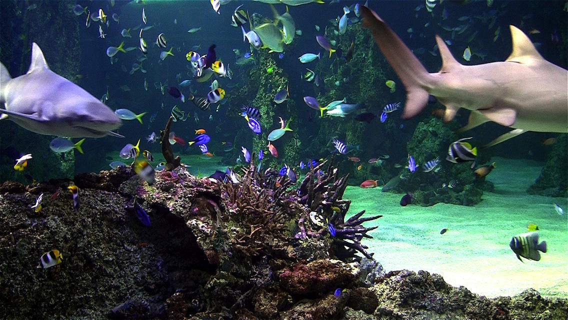 Aquarium Live Wallpaper Windows 8 - WallpaperSafari