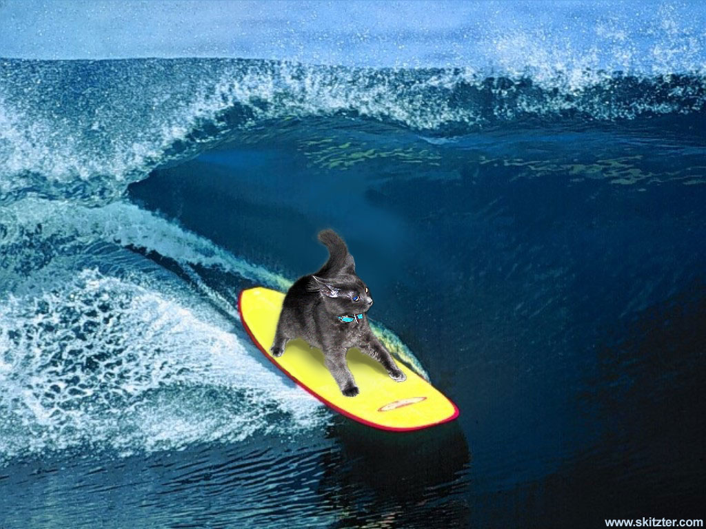 Wallpaper Pc Puter Surfing Kitten
