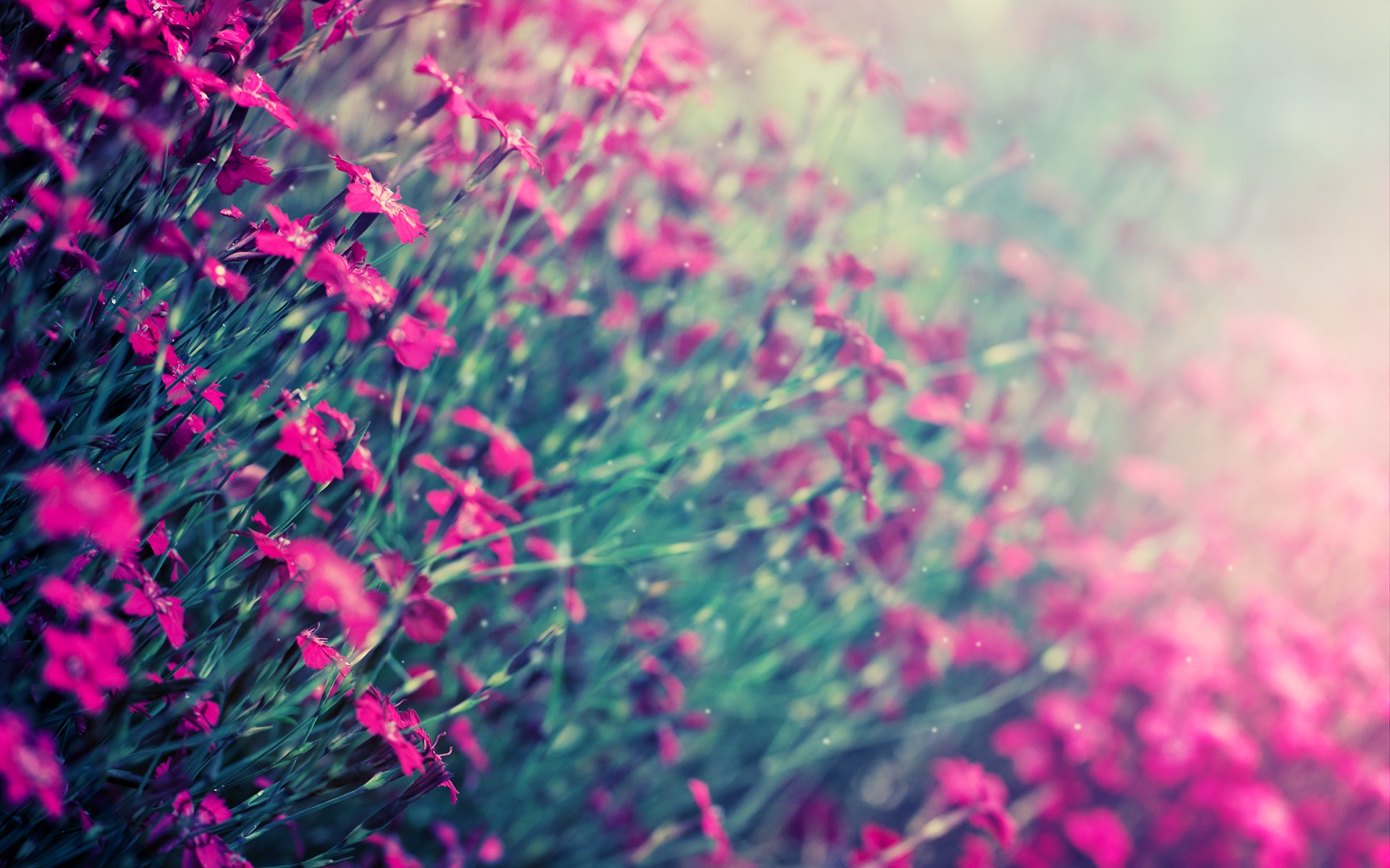 Image Teal And Pink Flowers Pc Android iPhone iPad Wallpaper