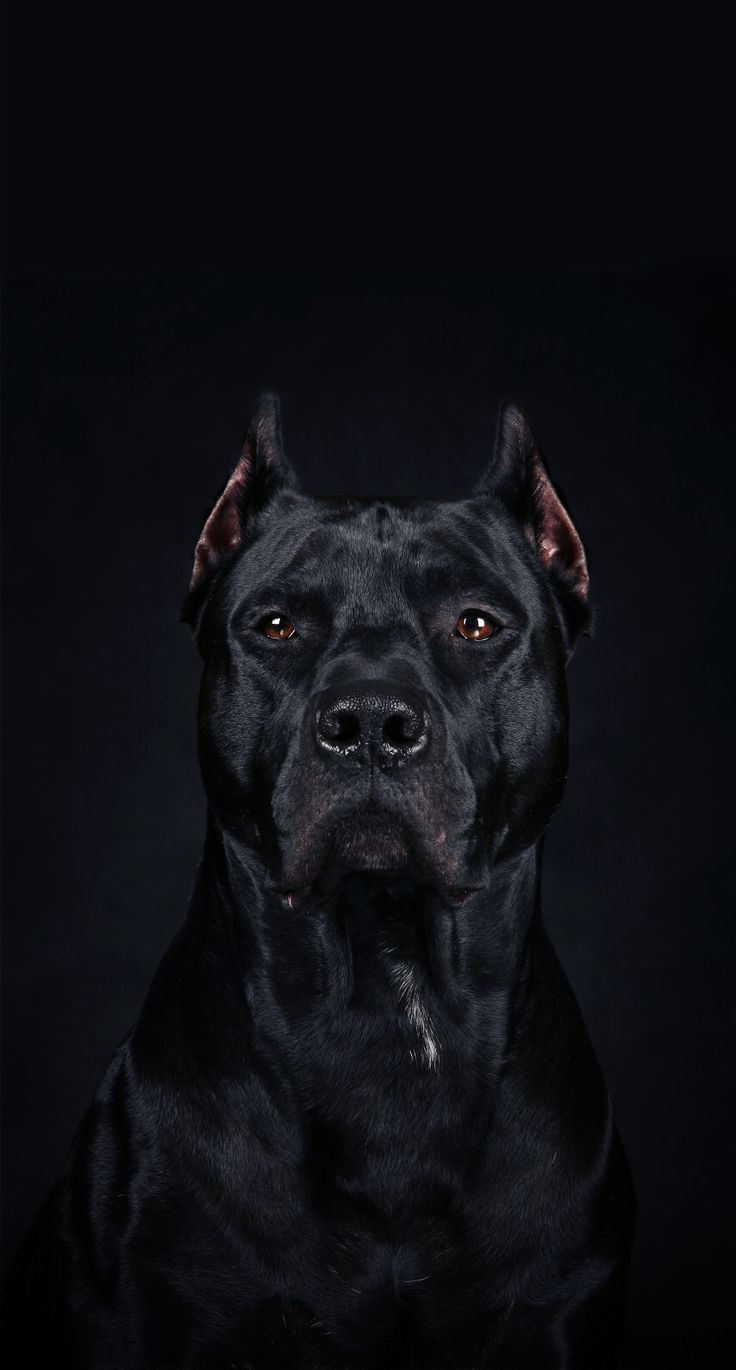 An Amazing Protrait Of A Cane Corso Scary Dogs Dog Wallpaper