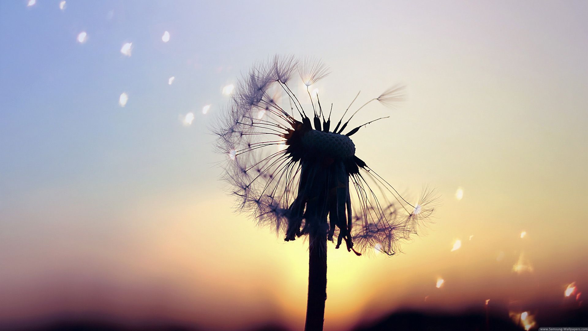 Dandelion Background Image All White