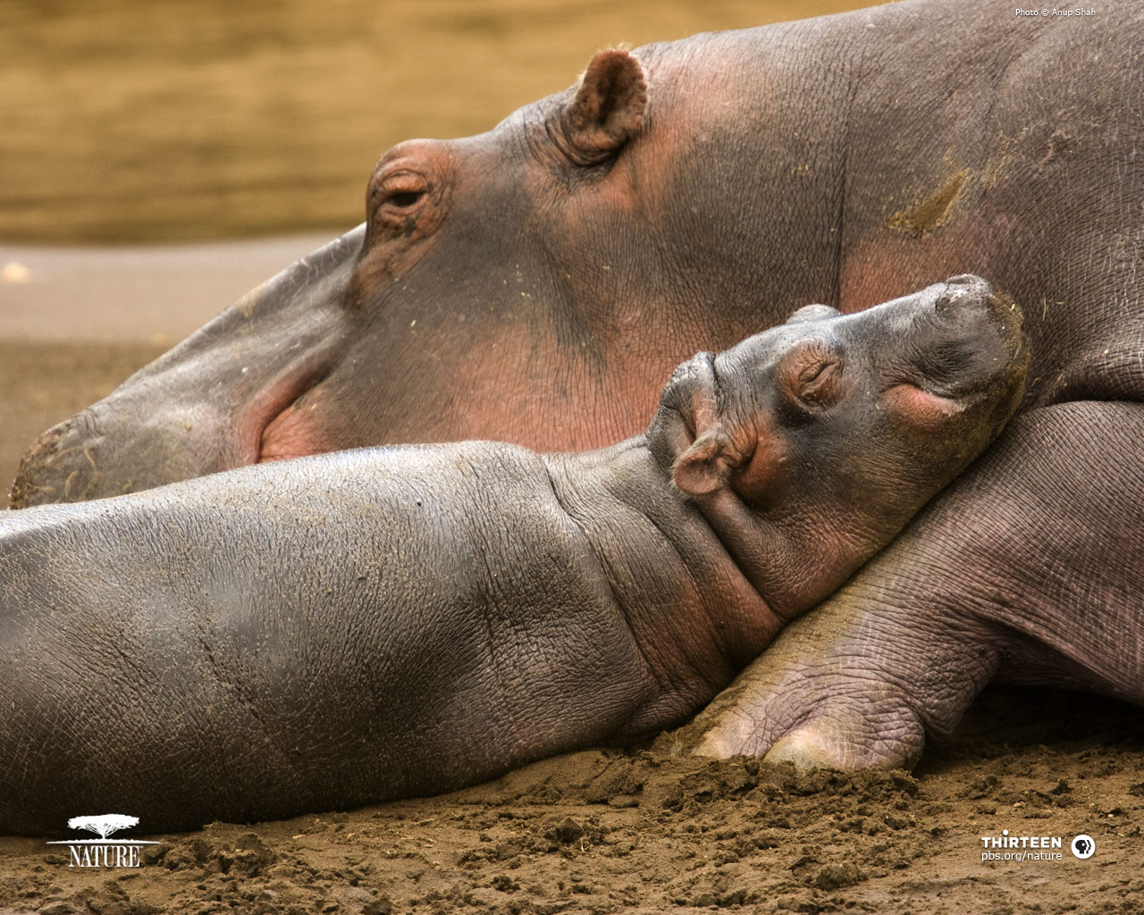 Cute Hippo Wallpaper Image Pictures Becuo