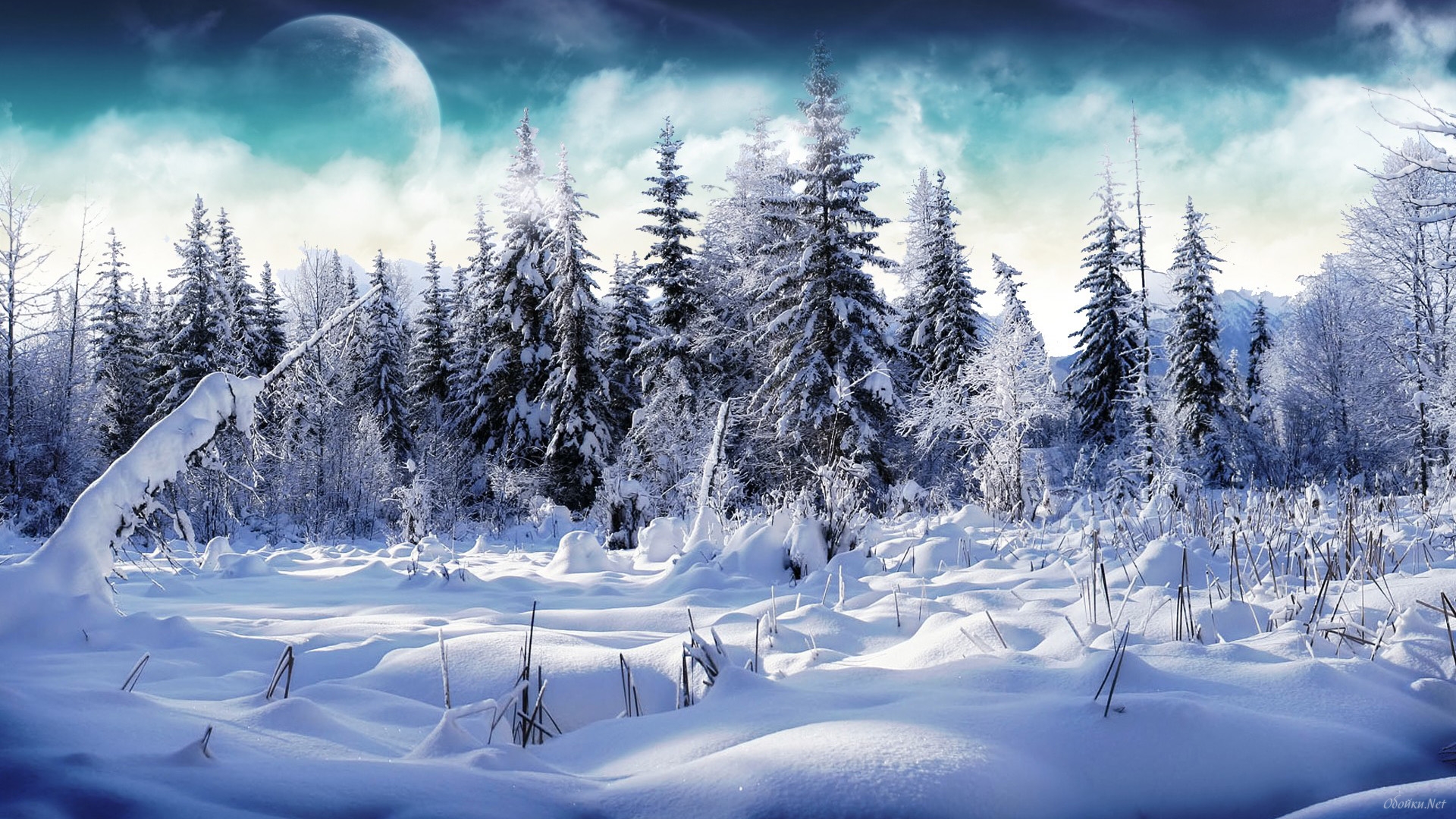 Winter In The Woods HD Desktop Wallpaper