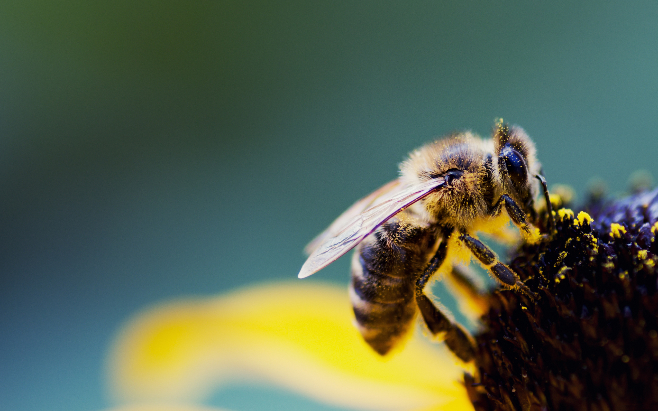 Bee Puter Wallpaper Desktop Background