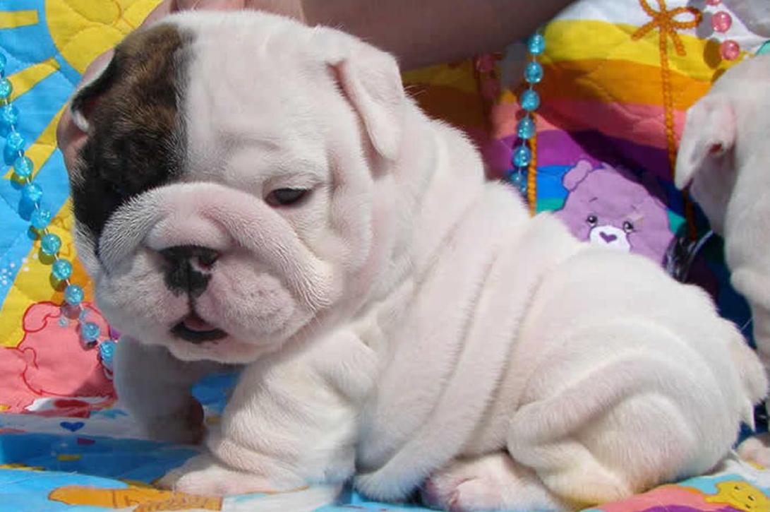 Showing Gallery For Cute English Bulldog Puppy Wallpaper