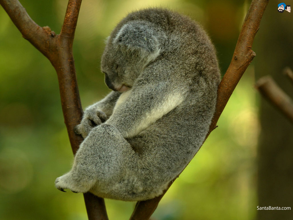 Koalas Wallpaper