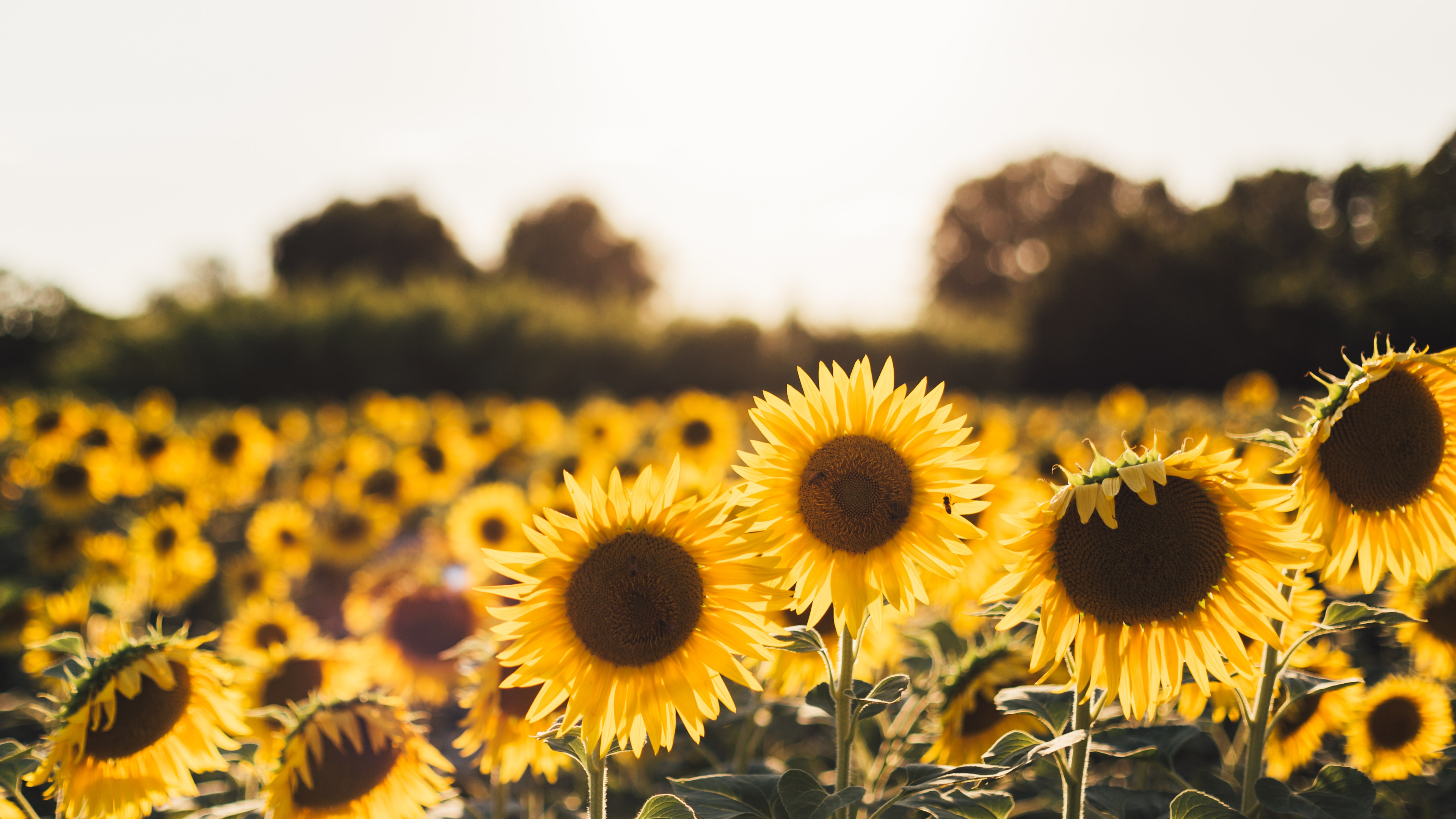 Sunflowers 4k HD Wallpaper Image Photos And Picture