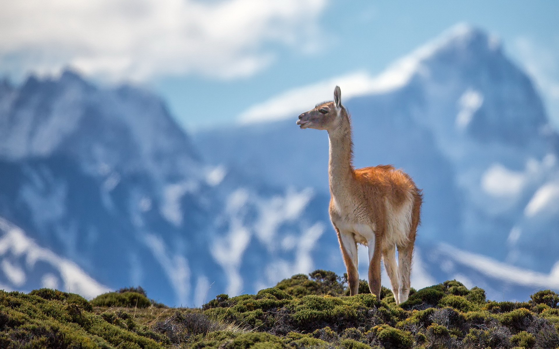 Animal Llama HD Wallpaper