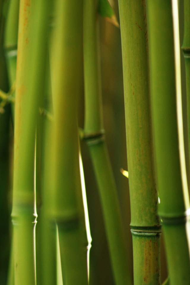 Green Bamboo Simply Beautiful iPhone Wallpaper