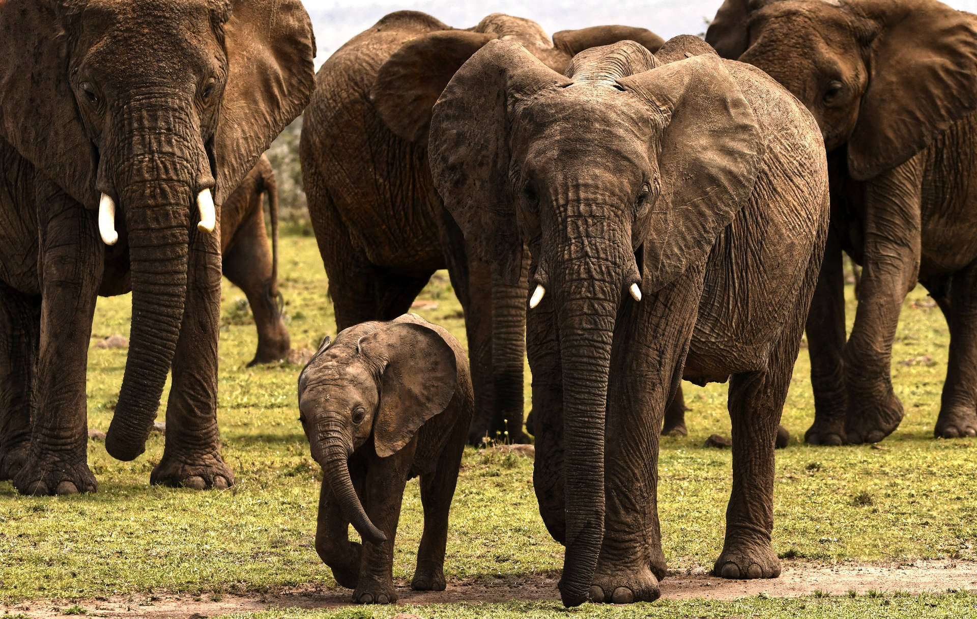 Top 4k Elephant Wallpaper Full HD To Use