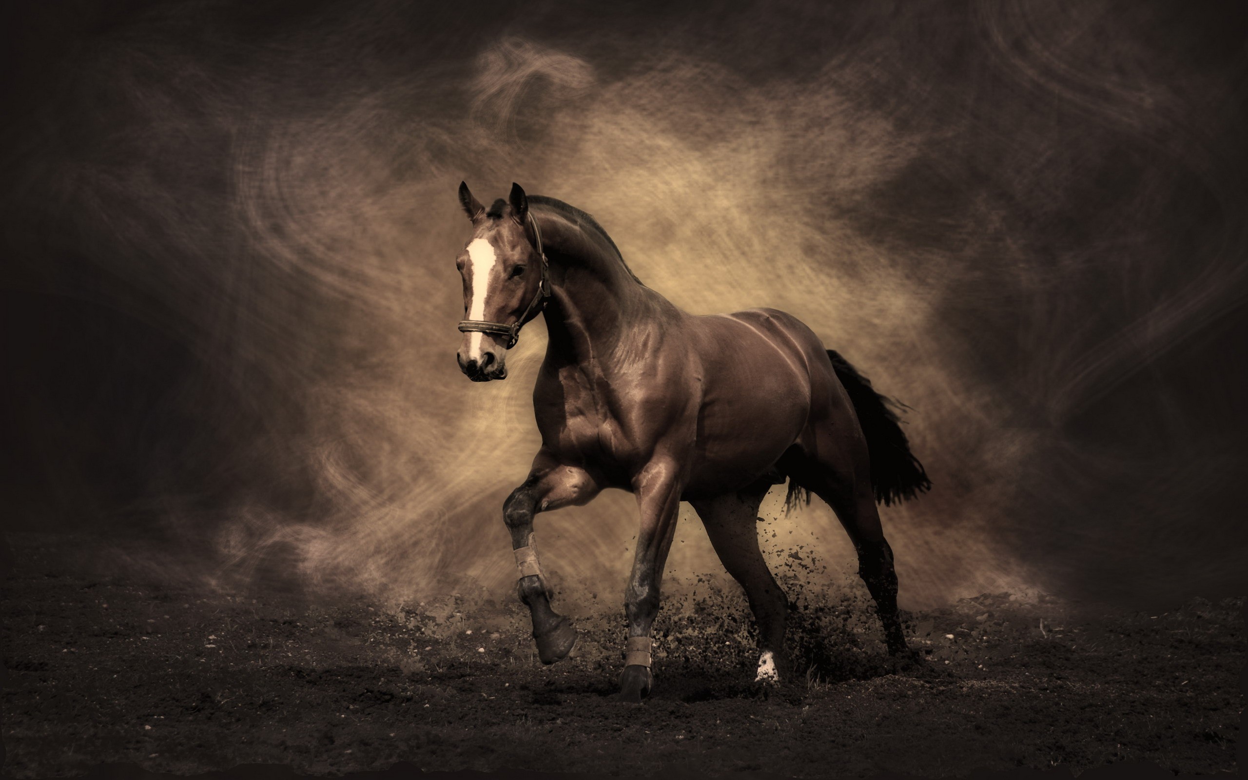 Equestrian horse running wallpaper HD Wallpaper