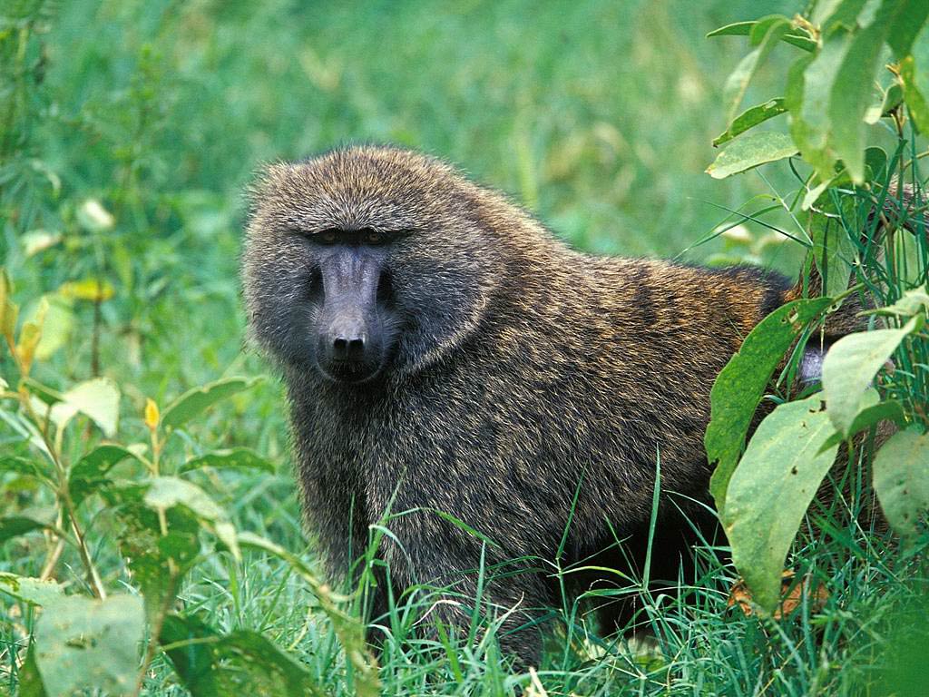 Yellow Baboon Wallpaper