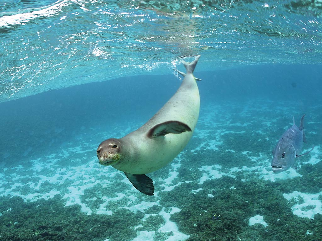Monk Seal Wallpaper And