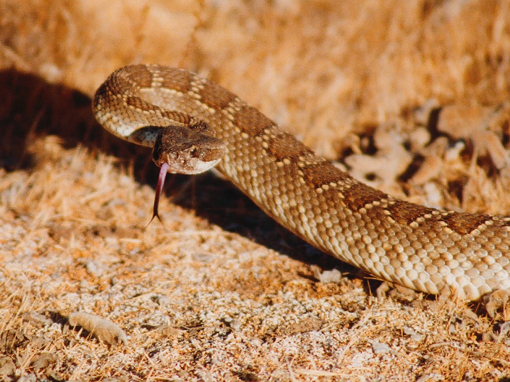 SouthernPacific rattlesnake
