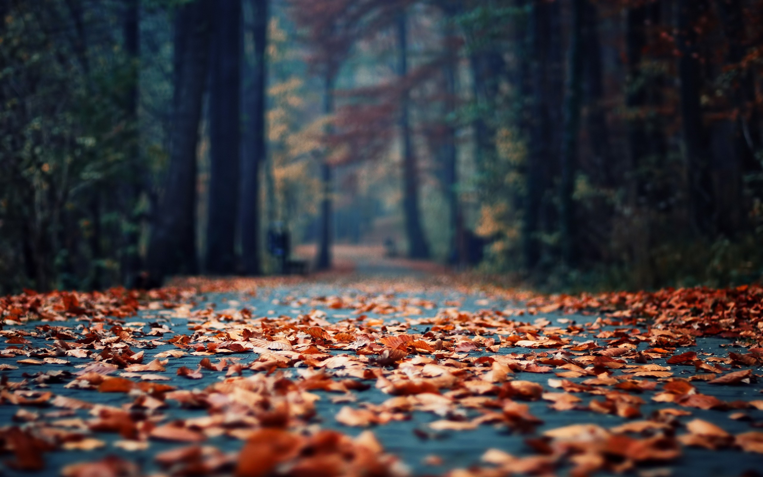 Autumn Foliage In The Park Wallpaper
