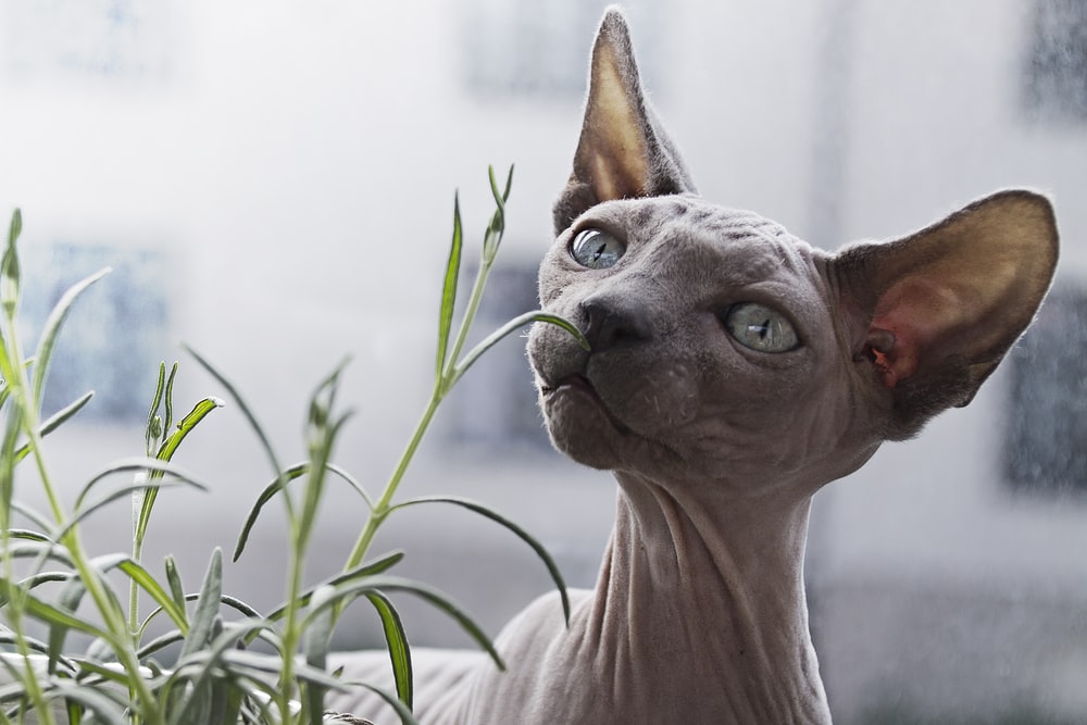 Sphynx Pictures HD Image