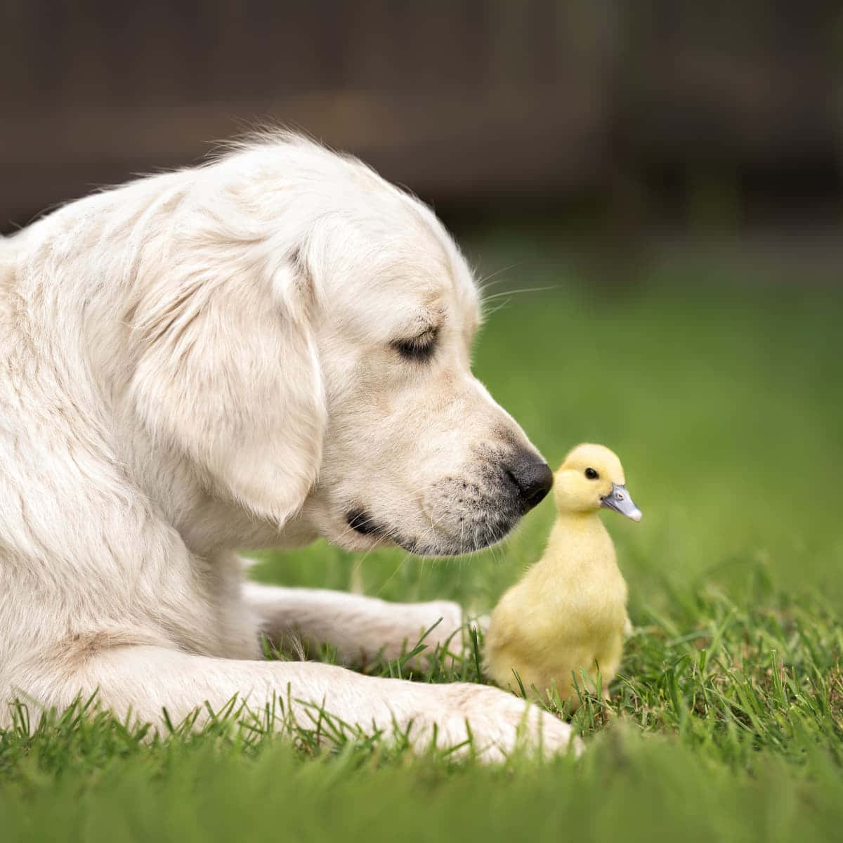 Take A Moment To Appreciate The Beauty Of This Baby Duck Wallpaper