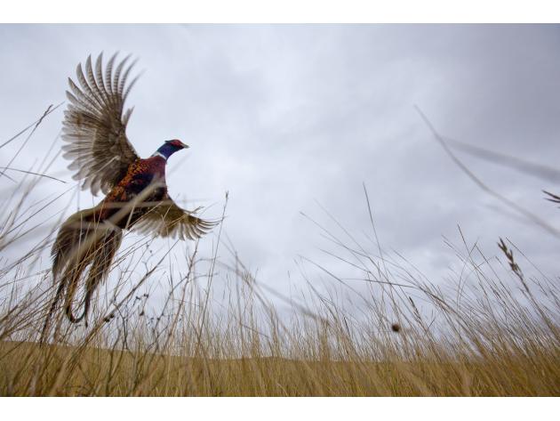 North Dakota Pheasants And More George S