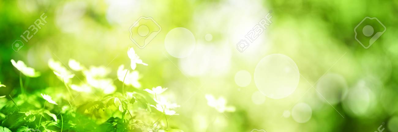 Bright Green Spring Panorama Background With Flowers And Bokeh