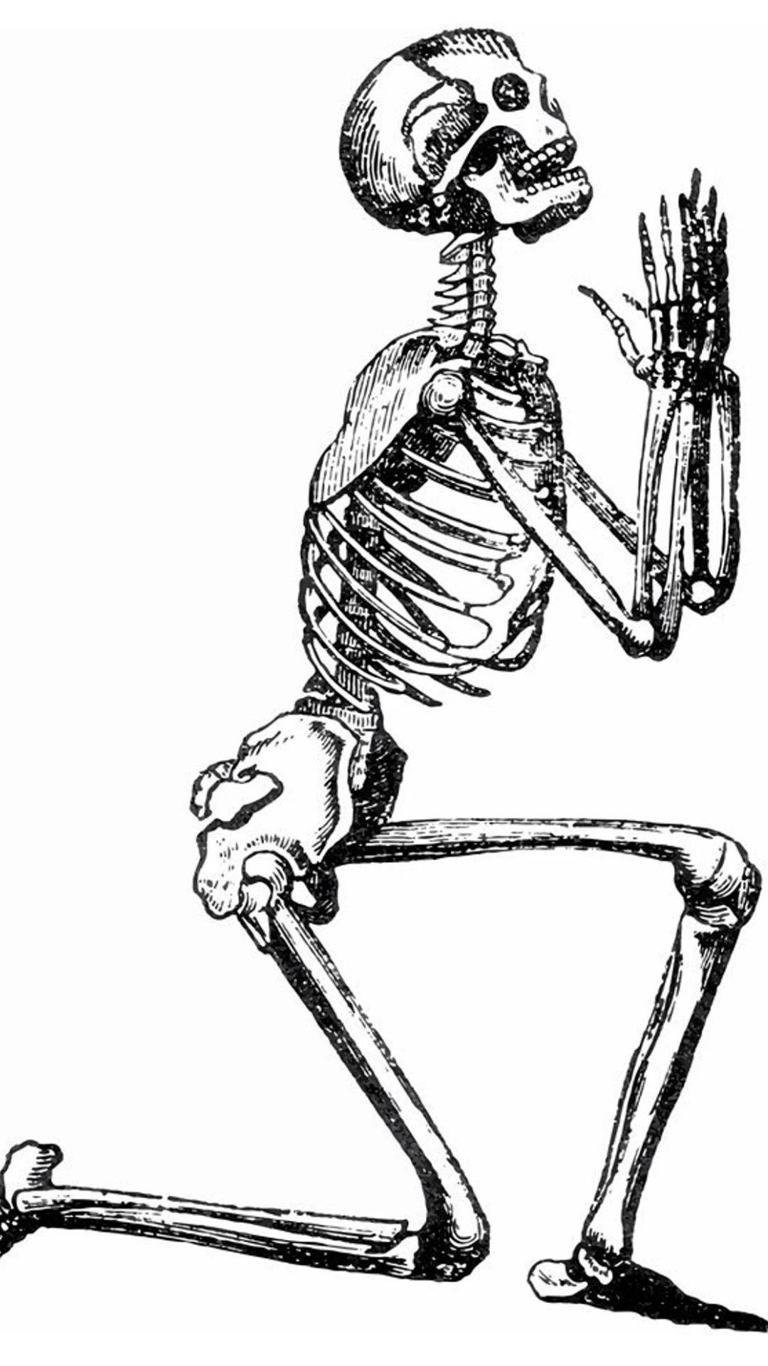 Skeleton Meme Wallpaper
