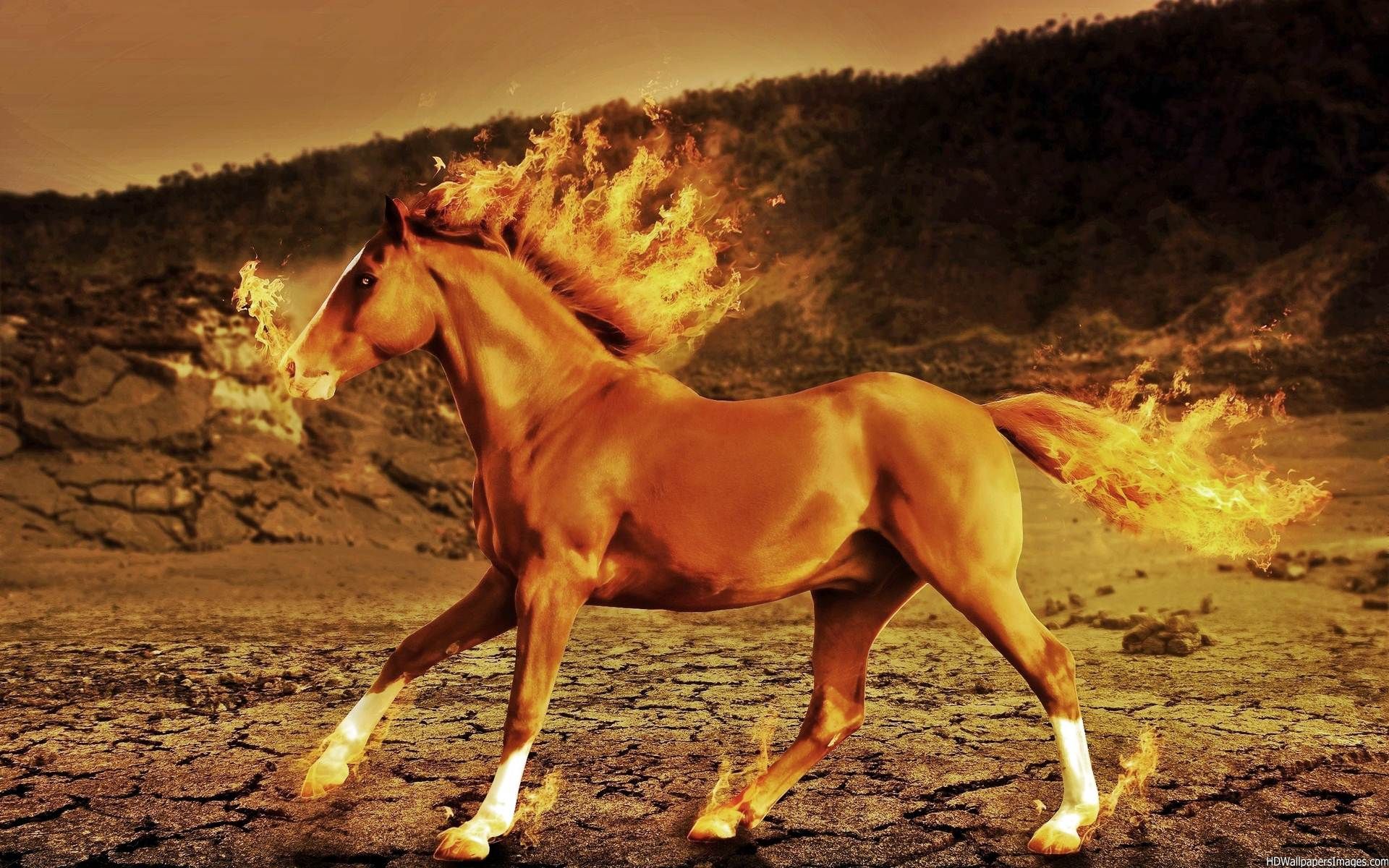 Horse 3d iPhone Awesome Pictures Wallpaper High
