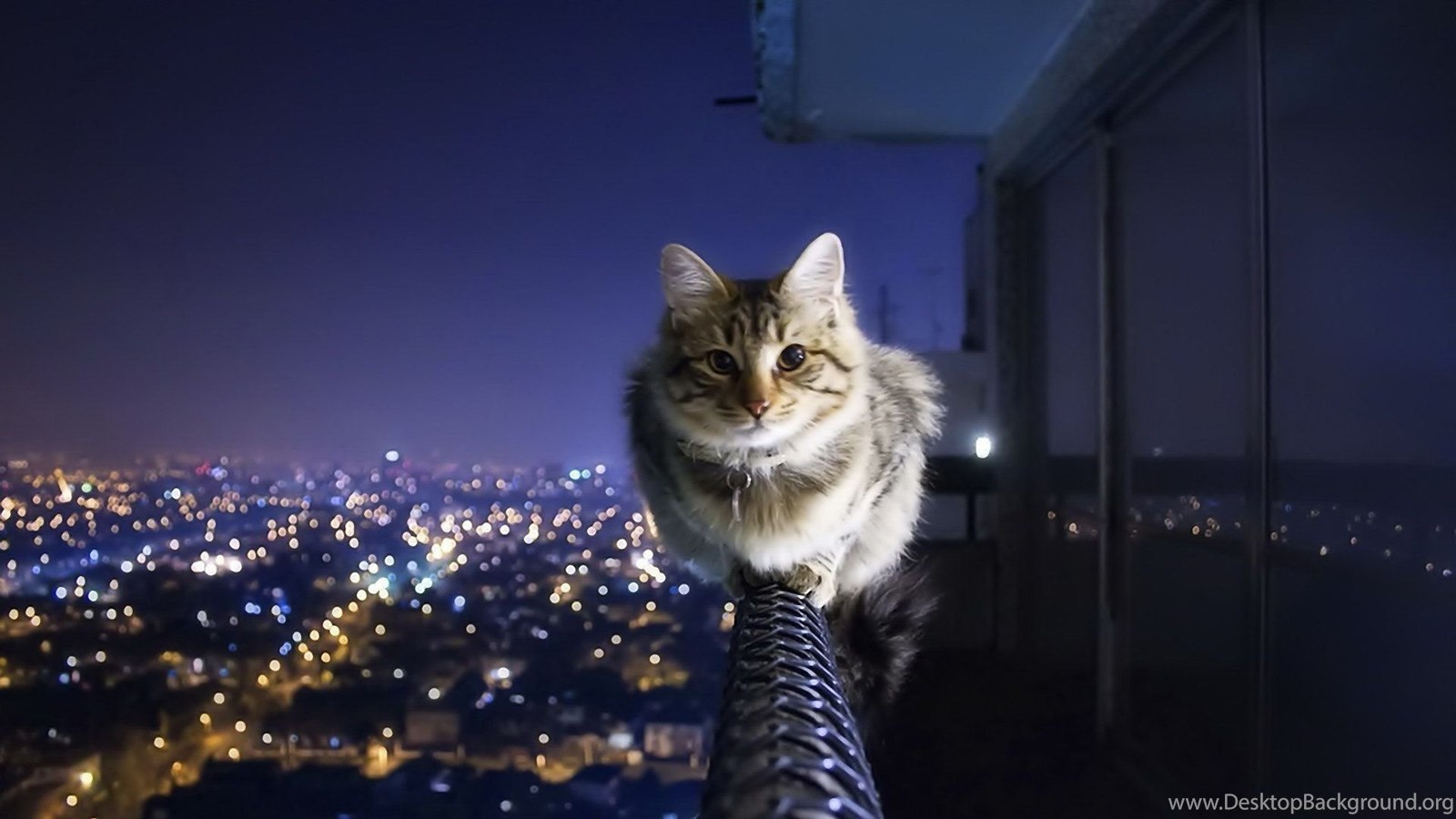 Cat Wallpaper HD Background Image FHD 4k