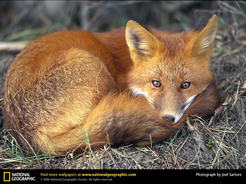 Red Fox Picture Desktop Wallpaper
