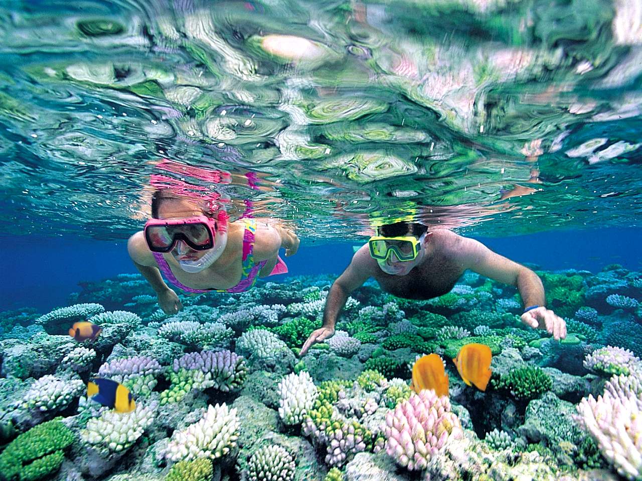 Snorkeling Wallpaper And Background Image
