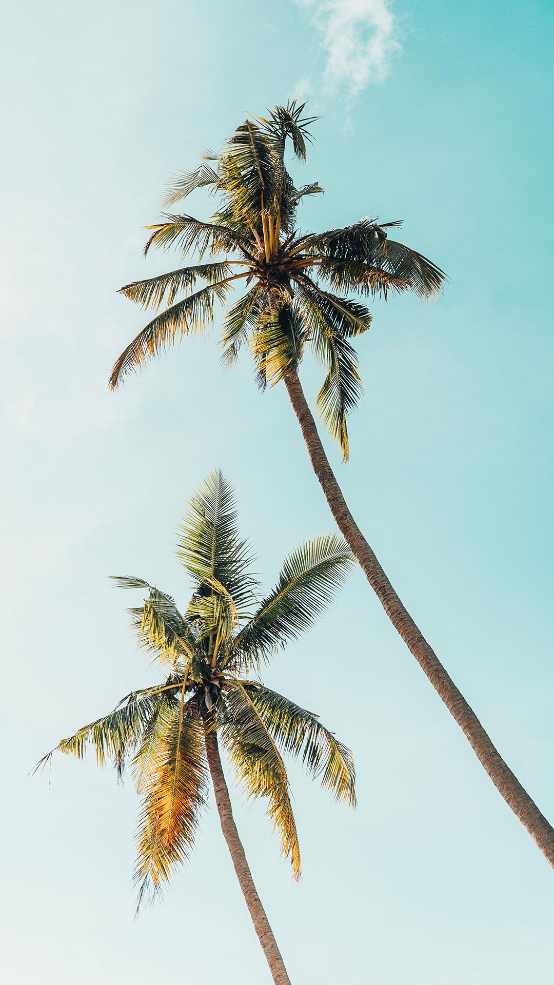 Desktop Palm Tree Wallpaper