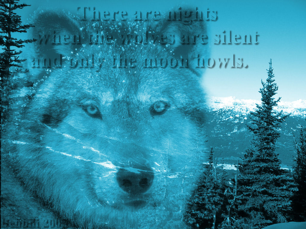 Animals Art Winter Cyan Desktop Wallpaper Wolf Mountain Scene