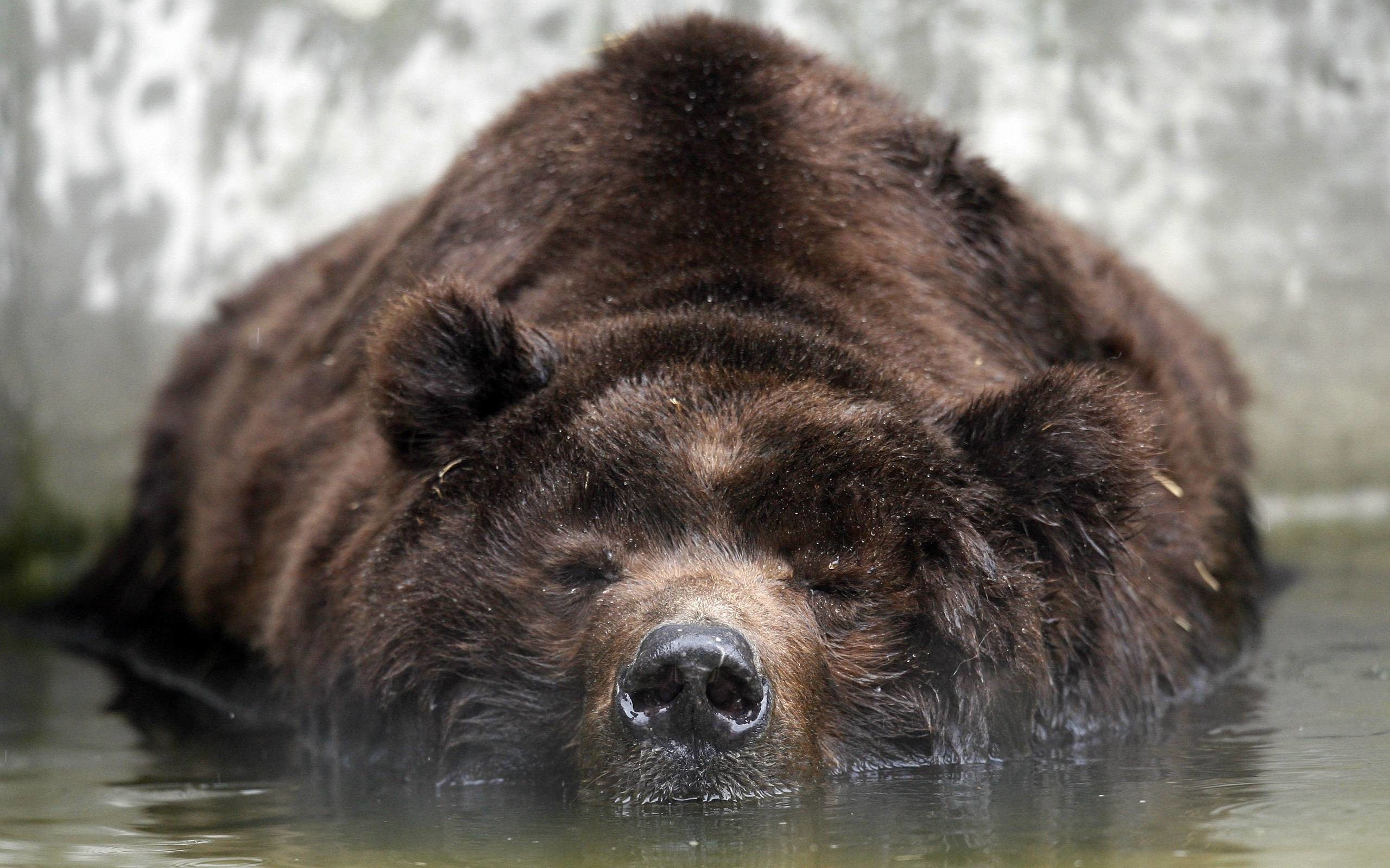 Wallpaper Of Bears