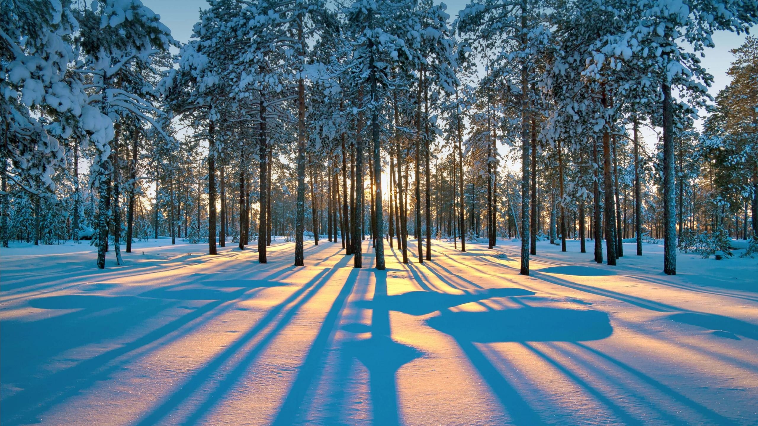 Wallpaper Winter Forest Snow Trees Sunset 4k Nature