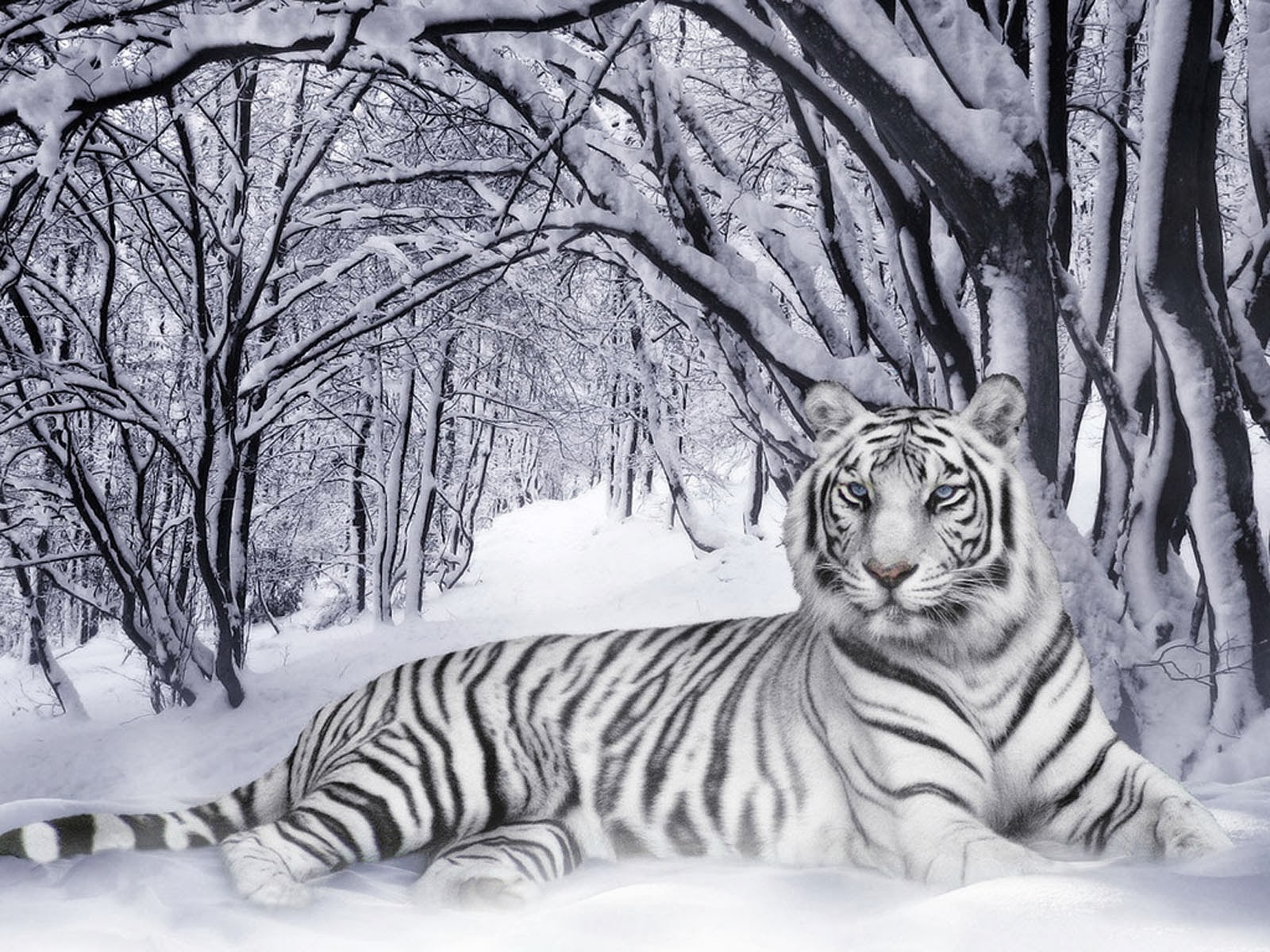 Wallpaper White Tiger Desktop
