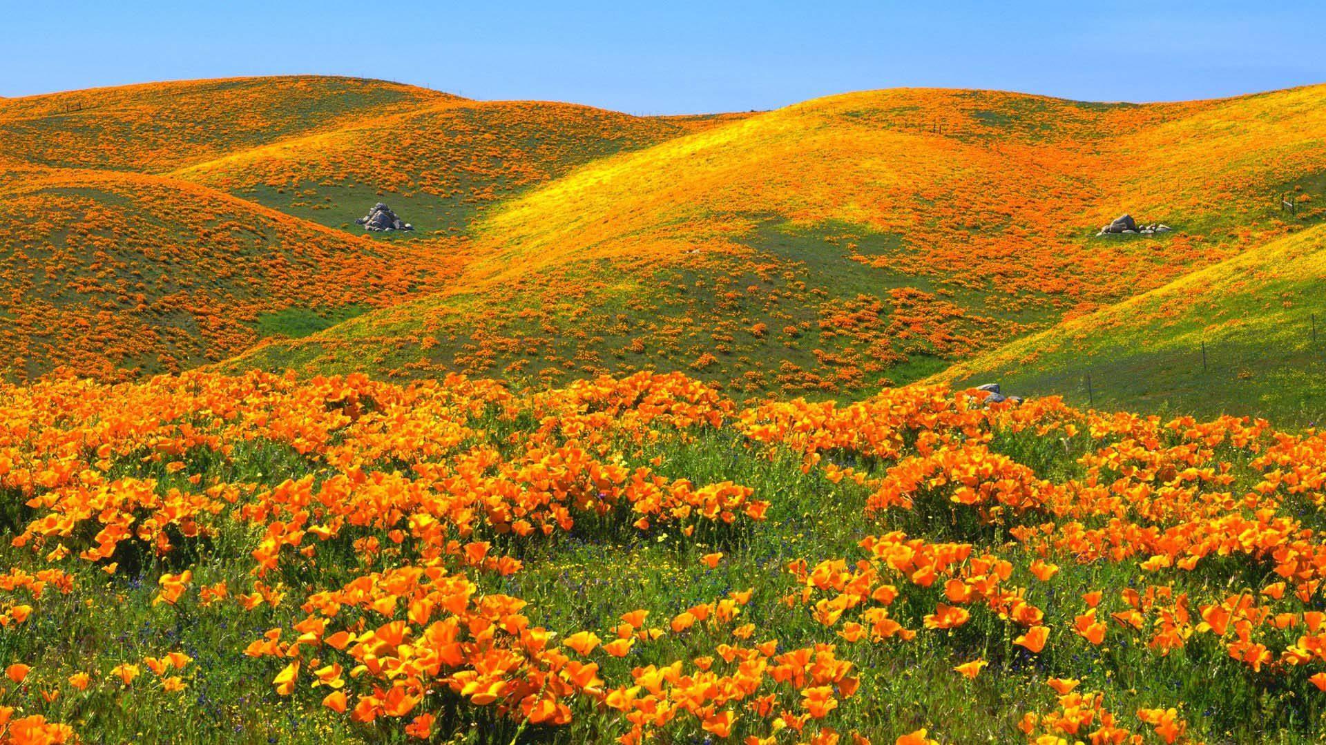 Spring Landscape Hills With Yellow Color Of Poppies Gnome Look Org