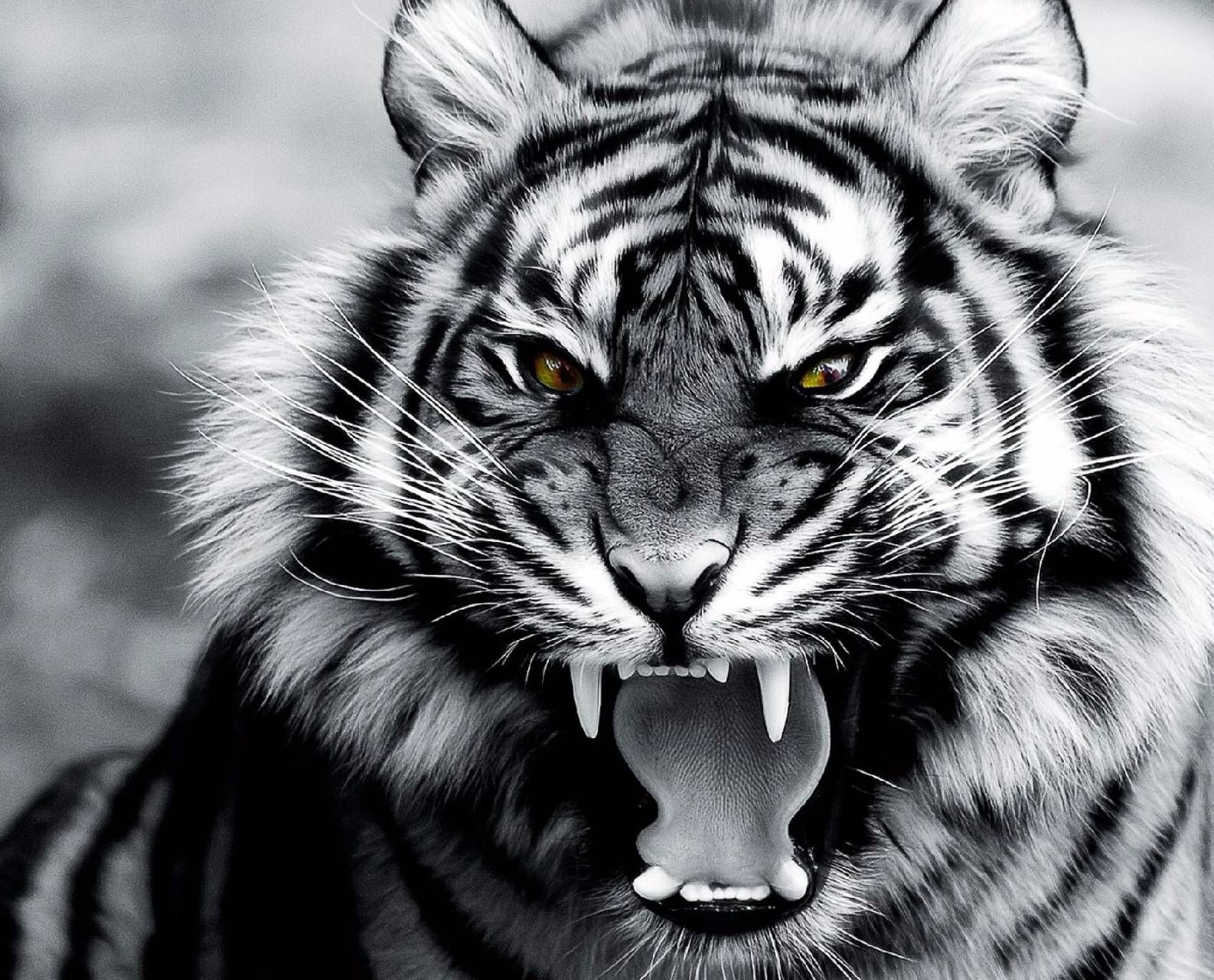 Download Roar of the Tiger Wallpaper by Xavier TripleX   07   Free