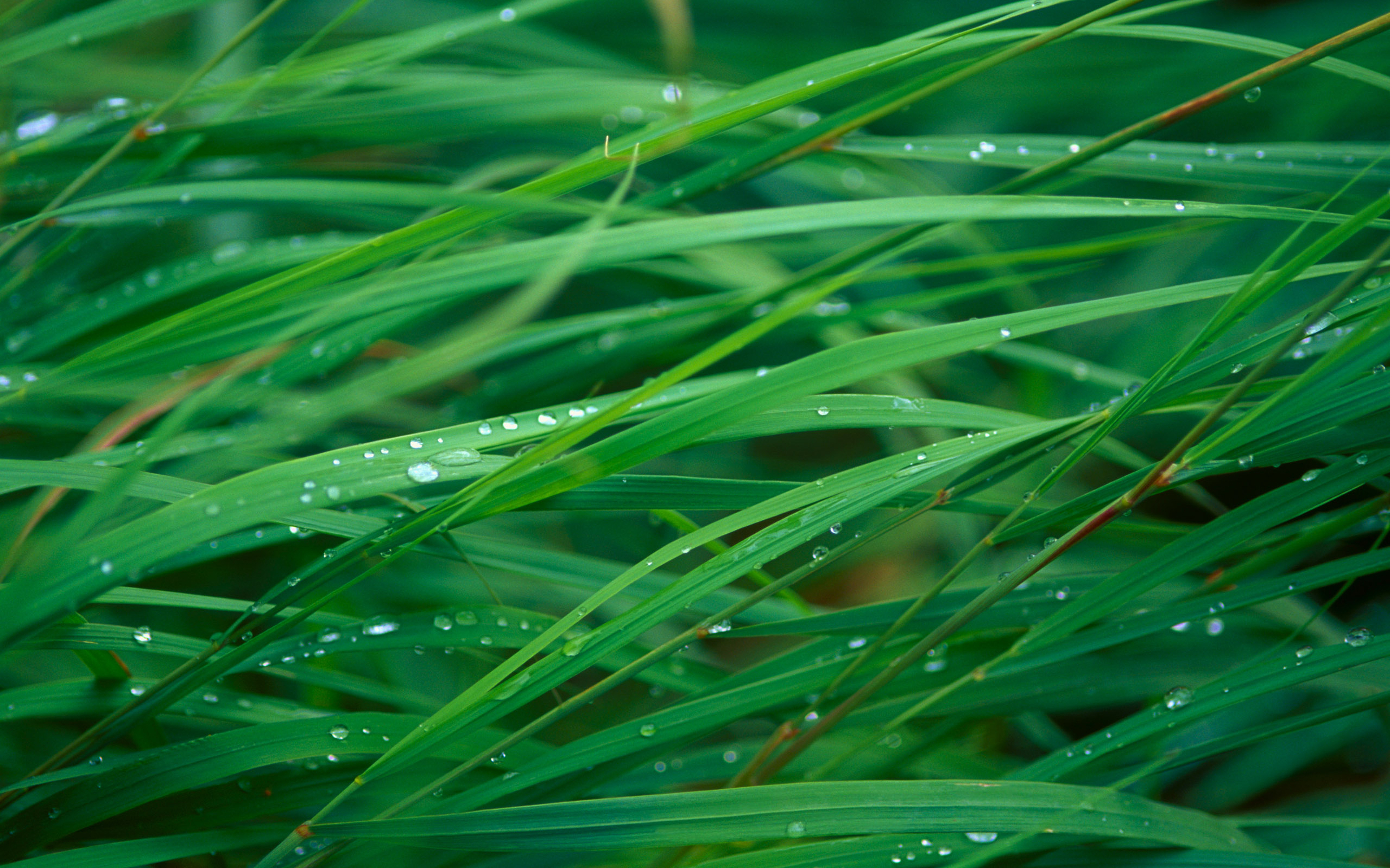 Green Grass Blades Background Desktop Wallpaper