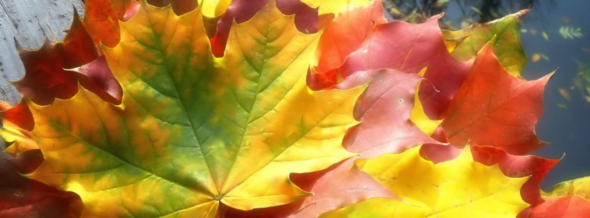 Cover Autumn Colors Leaves Wallpaper