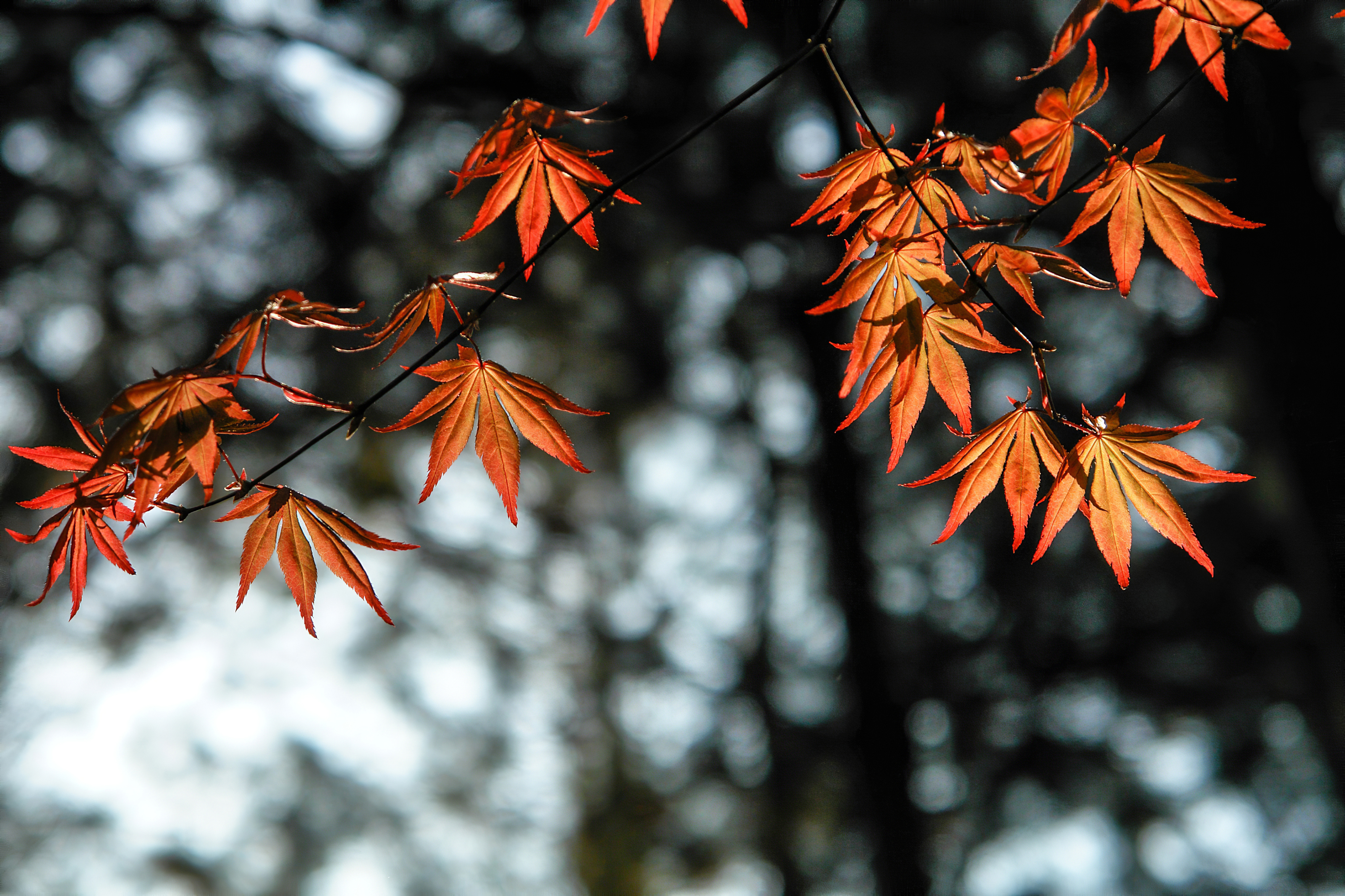 Autumn Leaf Wallpaper