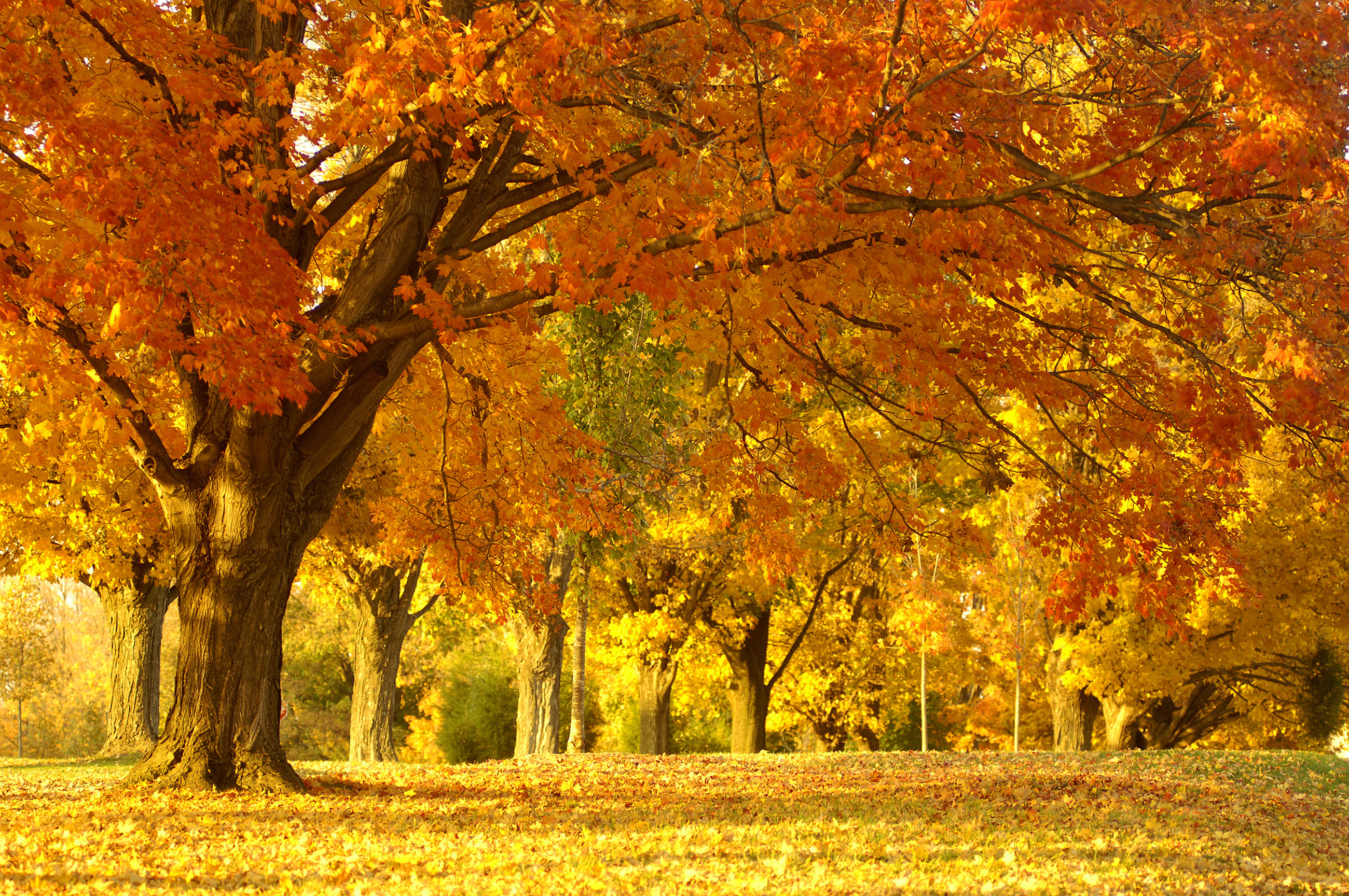 Vibrant Autumn Trees in a Park